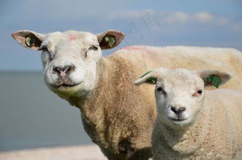 羊，动物，羔羊，农村，牧场，母羊，哺乳动物，牛奶