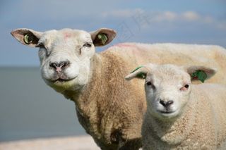 羊，动物，羔羊，农村，牧场，母羊，哺乳动物，牛奶