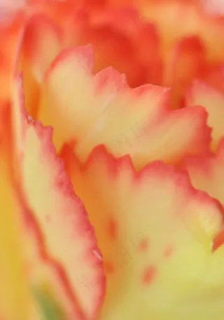 花瓣，花，宏，性质，激情，鲜花