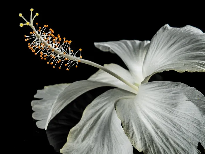 芙蓉花，开花，花，白，棉花糖