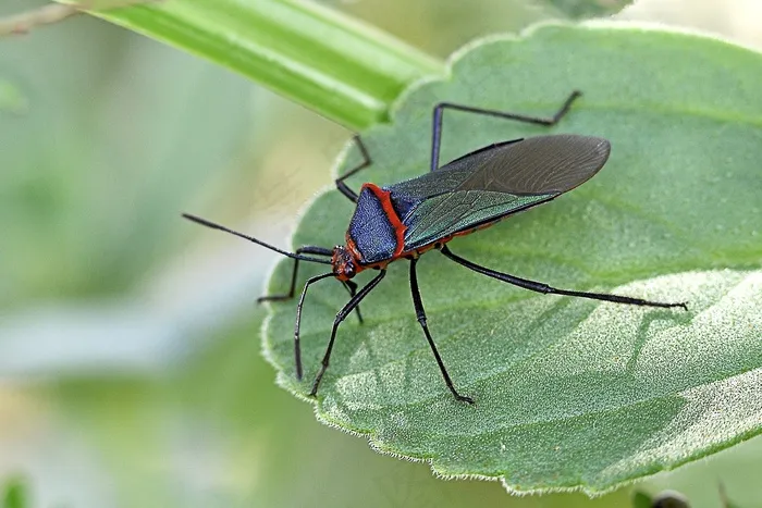 昆虫，叶，大衣，绿色，蓝色，红色