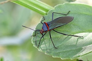 昆虫，叶，大衣，绿色，蓝色，红色