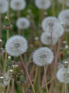 蒲公英，普通蒲公英，蒲公英科Ruderalia