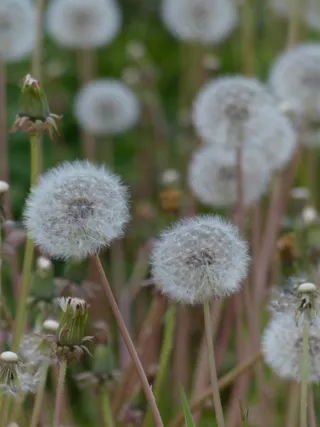 蒲公英，普通蒲公英，蒲公英科Ruderalia