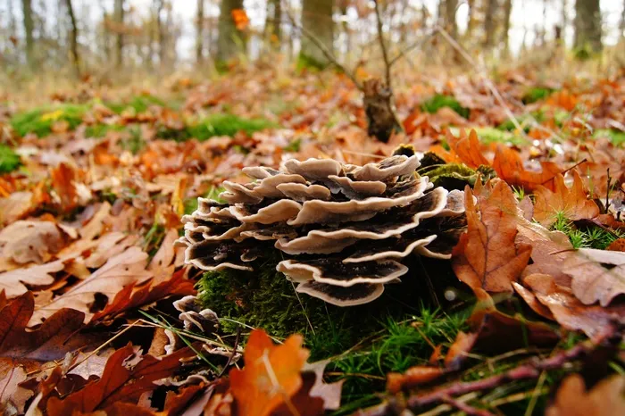 海绵，树桩，秋季，叶子