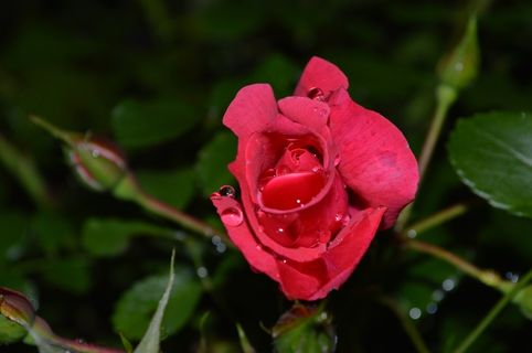 花，花的，花瓣，红玫瑰，水滴