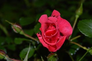 花，花的，花瓣，红玫瑰，水滴