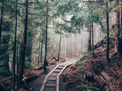 徒步旅行，森林，木，路径，径，树木，性质