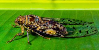 昆虫，新昆虫，弥天大谎，关闭