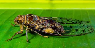 昆虫，新昆虫，弥天大谎，关闭