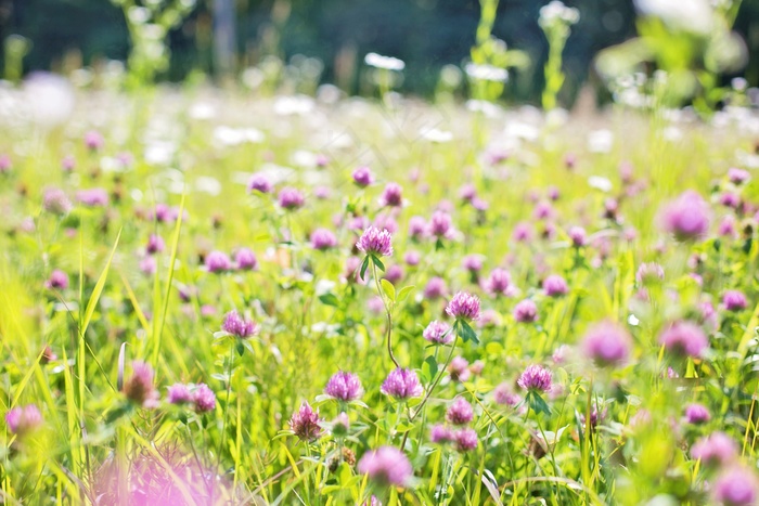 野花，草地，高高的草丛，自然，场，夏天