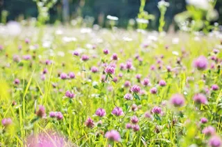 野花，草地，高高的草丛，自然，场，夏天