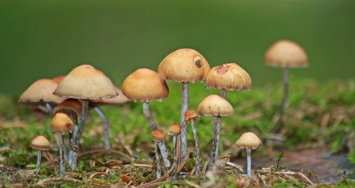 蘑菇，森林，秋季，性质，植物，苔，绿色