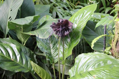 花，兰科，花园，花的，植物，自然