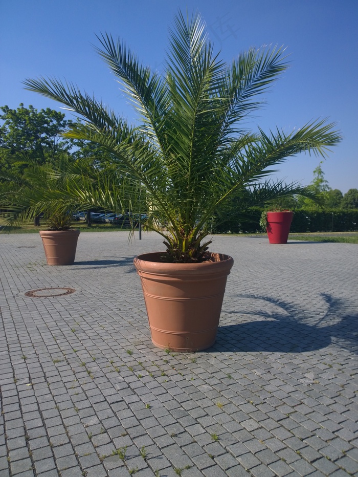 棕榈，植物，铸造，黑森，城市，国家花园秀