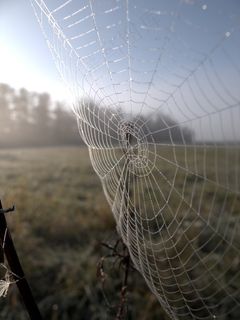 网络，秋天，寒冷