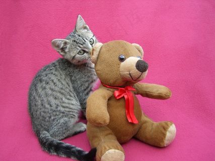 小猫，播放，泰迪熊，猫的，年轻，猫