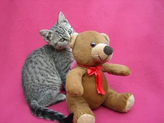 小猫，播放，泰迪熊，猫的，年轻，猫