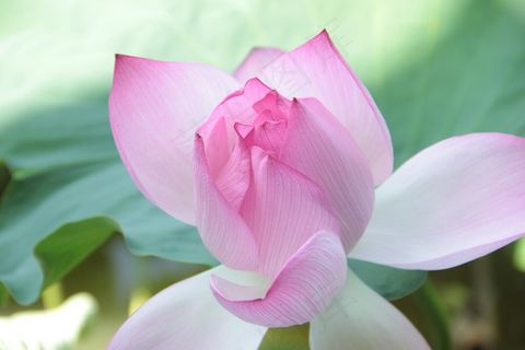 莲花，荷叶，春天，公园，花