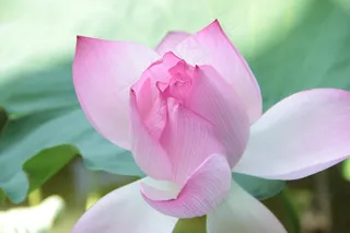 莲花，荷叶，春天，公园，花