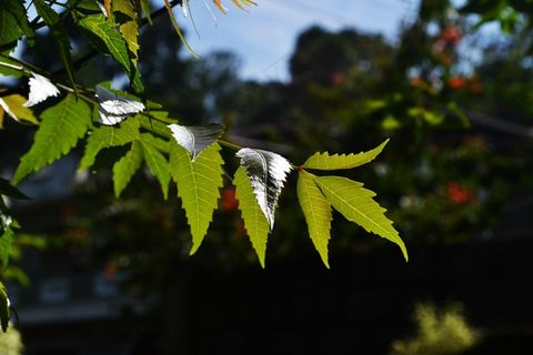 Kohomba叶子，草药叶子，性质，植物，叶