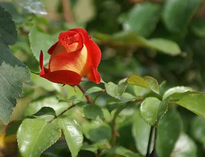 玫瑰,红色,太阳晒,Soliga,生活,茶,布什,花园,花卉 玫瑰,红色,太阳晒,Soliga,生活,茶,布什,花园,花卉