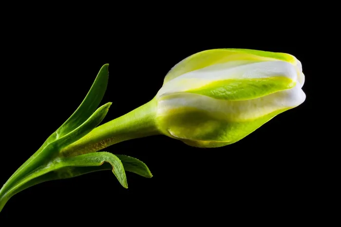 开花，花，白绿色