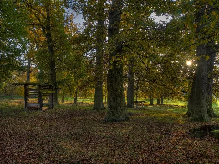 秋，Herbsstimmung，森林，叶子，树木，性质