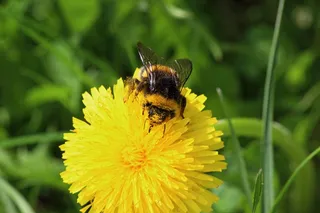 蜜蜂，蒲公英，花粉，努力工作，春天，草地