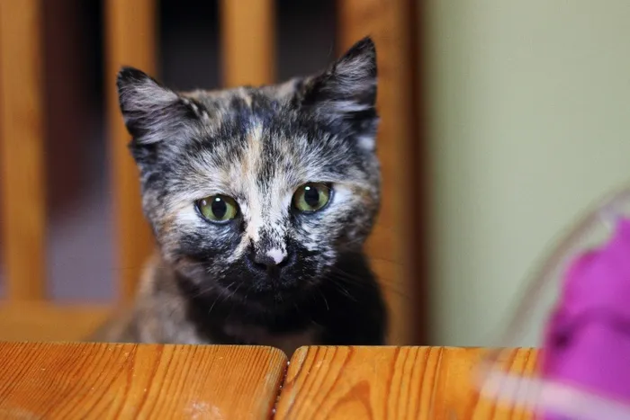 猫，家猫，阿迪达斯，动物，眼睛，宠物，小猫