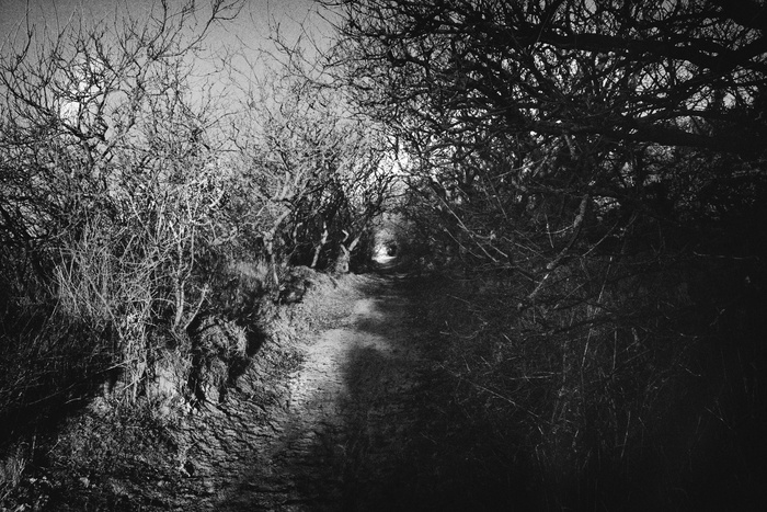 雪树银花,垂柳,冰雪,草原,江河,灌木和树木的隧道