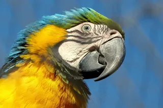 金刚鹦鹉，鸟，喙，鹦鹉