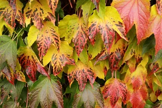 爬墙虎,枫叶,红枫,日本枫树,花卉,酒在秋天的观察镜头