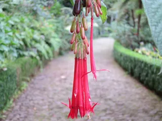 紫红色，花，红色的花，花的，盛开，植物