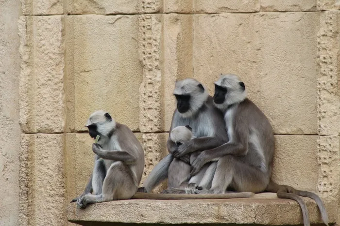 动物，猴子，家庭