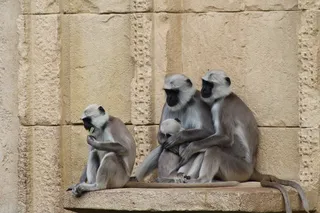 动物，猴子，家庭