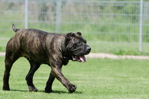 Dogo Canario,停靠的狗,母狗,动物收容所 Dogo Canario,停靠的狗,母狗,动物收容所