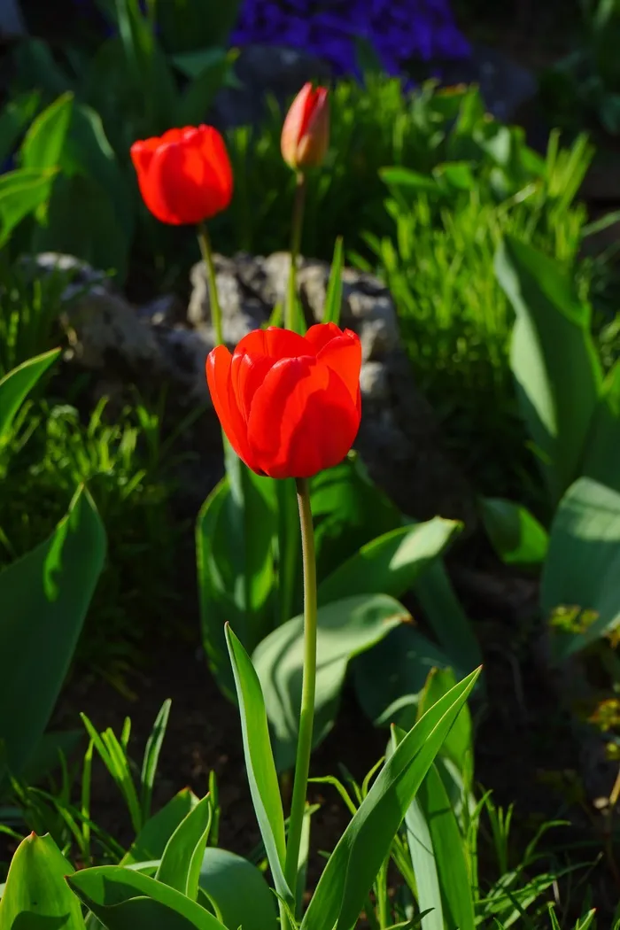 郁金香，红色，花，开花，观赏花