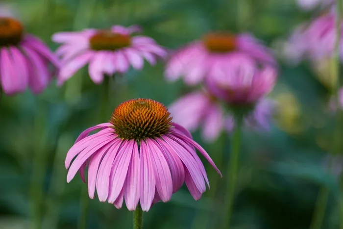 紫锥菊，花，草本，花园，药用，花瓣