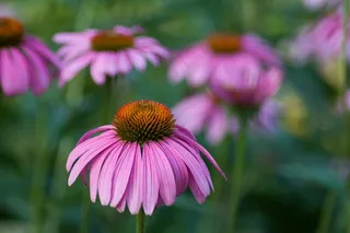 紫锥菊，花，草本，花园，药用，花瓣