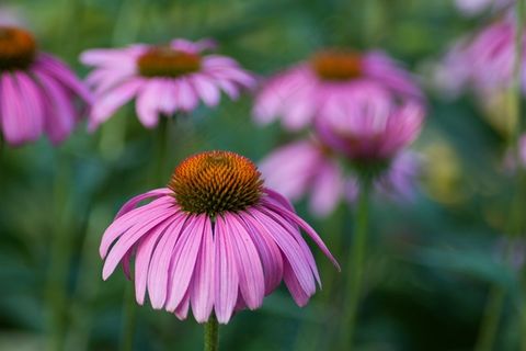 紫锥菊,花,草本,花园,药用,花瓣 紫锥菊,花,草本,花园,药用,花瓣
