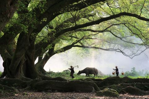树,古榕树,古榕,大榕树,榕树,牛穿过森林的农民 树,古榕树,古榕,大榕树,榕树,牛穿过森林的农民