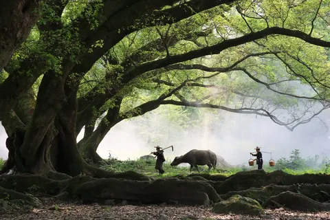 树,古榕树,古榕,大榕树,榕树,牛穿过森林的农民 树,古榕树,古榕,大榕树,榕树,牛穿过森林的农民