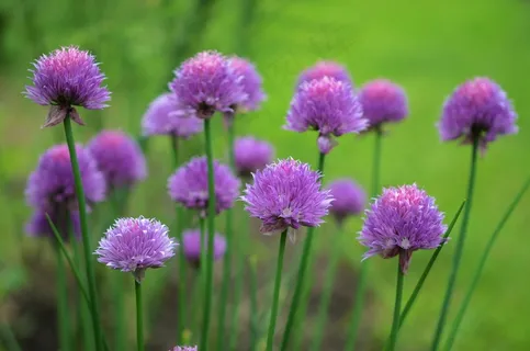 花，紫色，花的，花园，盛开，自然