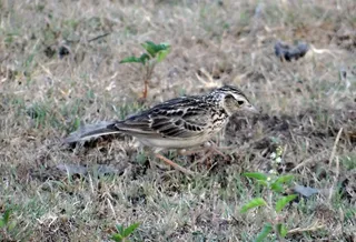 短趾百灵鸟，鸟，短趾百灵鸟