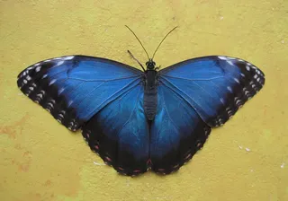 蝴蝶，蓝色，背景，性质，翅膀