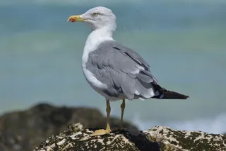 海鸥，动物，自然，海