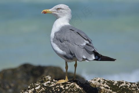 海鸥,动物,自然,海 海鸥,动物,自然,海
