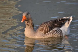 Oca，湖，鸭，动物，自然，景观