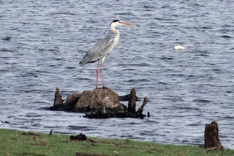 苍鹭，苍鹭，涉禽，苍鹭，鸟，鹭科